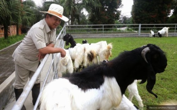 Image result for prabowo dan kambingnya